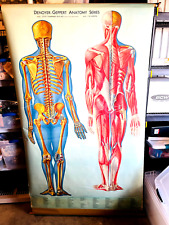 vtg 1940s Denoyer Geppert Medical Anatomy Chart Poster Skeleton Muscles picture