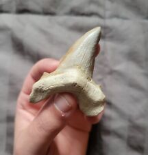 Bargain Auriculatus Shark Tooth Fossil From The Eocene Of Morocco  picture