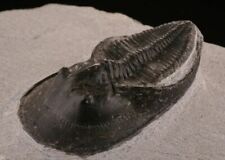 This trilobite is precisely carved out matrix to show the detailed exoskeleton picture