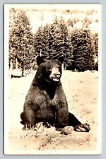 RPPC Black Bear 'Hi Pal' J.H. Eastman Classic Photo VINTAGE Postcard picture
