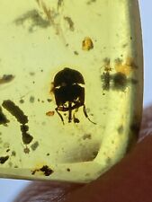 Unique Coleoptera - Tiny Rare Fossil Inclusion, In Genuine Burmite Amber, 98MYO picture