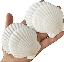 25PCS Sea Shells for Crafts Decoration Crafting 2''-3'' White Scallop Shells picture