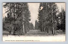 Yellowstone National Park, Christmas Tree Park, Vintage Souvenir Postcard picture