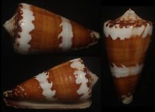 Tonyshells Seashells Conus litoglyphus SUPERB 39mm F+++ superb pattern and color picture