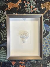 RARE Pheromone By Christopher Marley- Aragonite Shadow Box picture