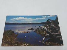 Lake Almanor California  Snowcapped Mountain Driftwood Postcard picture