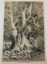 1886 magazine engraving ~ THE PLANE-TREE OF TADJRICH Persia picture