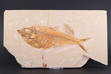 Bargain Fossil Fish 8+