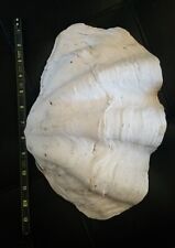 Natural Giant Clam Shell Tridacna Gigas  13” x 9” Huge Seashell Real Genuine picture