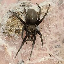 FEEDER Arizona Black Hole Spider (Kukulcania arizonica) *Rarely available* picture