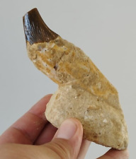 Awesome Basilosaur Whale fossil tooth picture