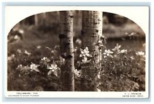c1936 Columbine Colorado State Flower Estes Park CO RPPC Photo Postcard picture