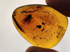 Burmese Amber with Roach Inclusion - Cretaceous Fossil - Myanmar picture
