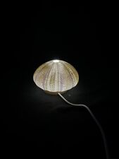 Vintage Sea Urchin Shell Lamp on a Wooden LED USB Light Base picture