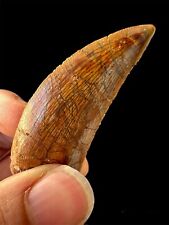 Great quality Carcharodontosaurus dinosaur tooth (African T-Rex) Great Fossil picture