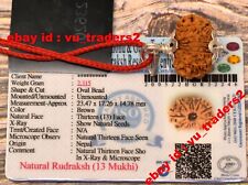 13 Mukhi Rudraksha / Thirteen Face Rudraksh Nepal Bead Lab Certified 23.47 MM picture
