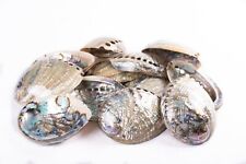 Green Abalone Sea Shell BOTH Side Polished Beach Craft 6