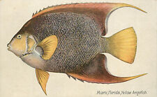 Miami FL Fish Yellow Anglerfish Postcard UDB 4687 picture