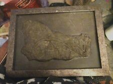 English Crinoid Framed Fossil picture