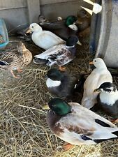  FLASH SALE 18 Call Duck Hatching Eggs picture