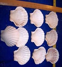 6  Large BAKING SCALLOP CLAM Scallops SEAFOOD COOKING SHELLS 3