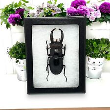 Dorcus Ritsme stag beetle Indonesia framed Glass Shadowbox Insect Bug picture
