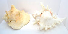 Real Large Horned Conch Sea Shell Lot of 2 Shell Nautical Beach Wedding Decor picture