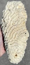 8” White Brain Coral Cluster Stromatolite Fossil Ocean Aquarium Decor 3Lb+ picture