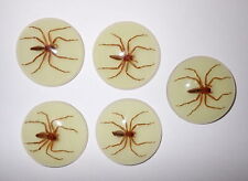 Insect Cabochon Water Spider Specimen 35 mm Round Glow 5 pieces Lot picture