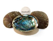 Green Abalone Sea Shell One Side Polished Beach Craft 6-7