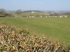 Photo 6x4 Sheep pasture Prion The sheep are enjoying the March sunshine,  c2009 picture