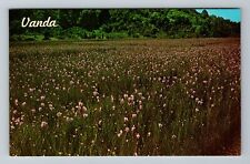 Kapoho HA-Hawaii, Vanda Orchid Field, Vintage Postcard picture