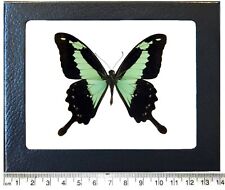 Papilio phorcas swallowtail green black butterfly Africa framed picture