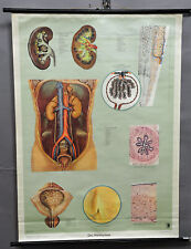 anthropology medical vintage rollable wall chart poster urinary system picture