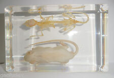 White Mouse & Skeleton Set Laboratory Rat Rattus norvegicus Education Specimen picture