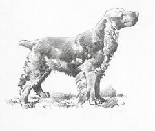 English Cocker Spaniel - CUSTOM MATTED - 1976 Vintage Dog Art Print - Cozzaglio picture