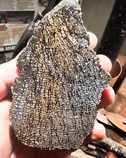 Agatized Utah dino gem bone rough **hxtled end cut. picture