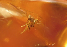 Little BEE Fossil in Polished Fossil AMBER / Copal From Colombia 11.6gr picture