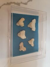 Very Rare Pathologically Deformed Otodus Obliquus Fossil Shark Teeth Set W/case picture