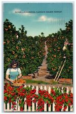 1954 Clearwater Florida's Golden Harvest Orange Tree Florida FL Posted Postcard picture