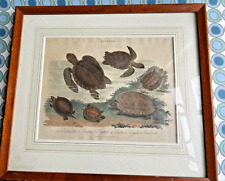 1827 antique TESTUDO PRINT tortoise turtle vtg painting art sea ocean nautical  picture