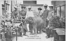Baby Elephant Arboretum Old Cheshire Cheese Pub London England POSTCARD picture