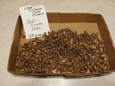Cicada Shell Lot 300+ Pieces From This Years Batch In Eastern Missouri  picture