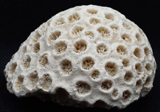 Brain Coral White Fossil 3