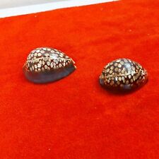 Pair Kwajalein Humpback Cowry Cypraea 61mm 71mm 1980s Military Estate READ picture
