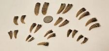 Rattle Snake Tail Rattlesnake Rattle Different Size Lot Of 25 picture