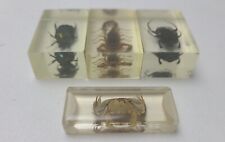 Vintage Real Scorpion Beetle Crab Dung Beetle in Lucite or Resin? Lot of 4 picture