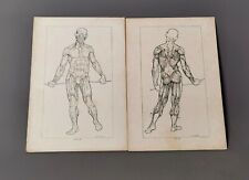 Vintage Anatomical prints, human muscular system, Medical collectables picture