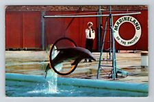 Marineland CA-California, Marineland Of Pacific, Bend Vintage Souvenir Postcard picture