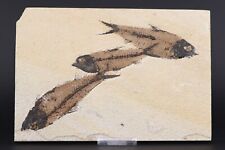 3 Knightia Fossil Fish Fossil Lake Green River Formation Wyoming WY COA 11587 picture